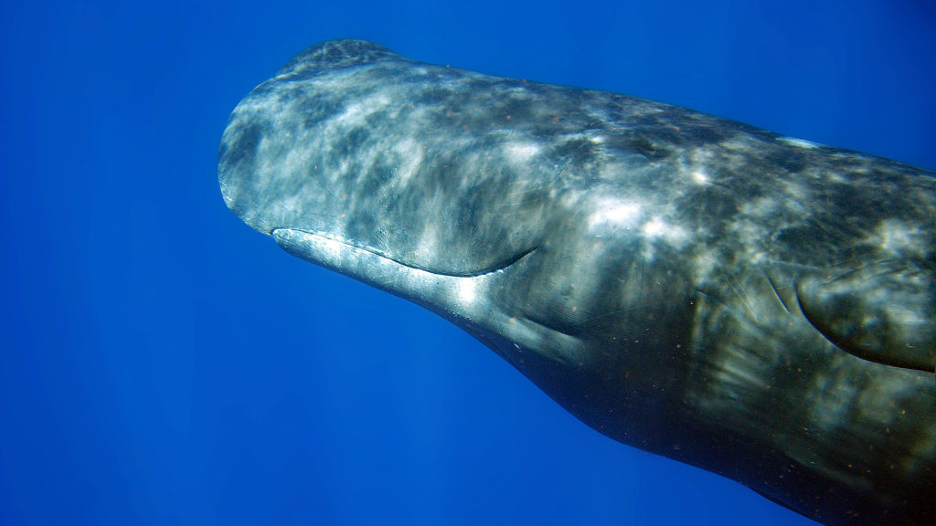 wie-atmen-wale-und-delfine-grd