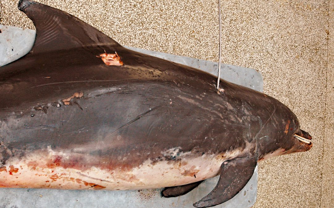 Jagd auf Delfine mit Schrotflinte und Harpune