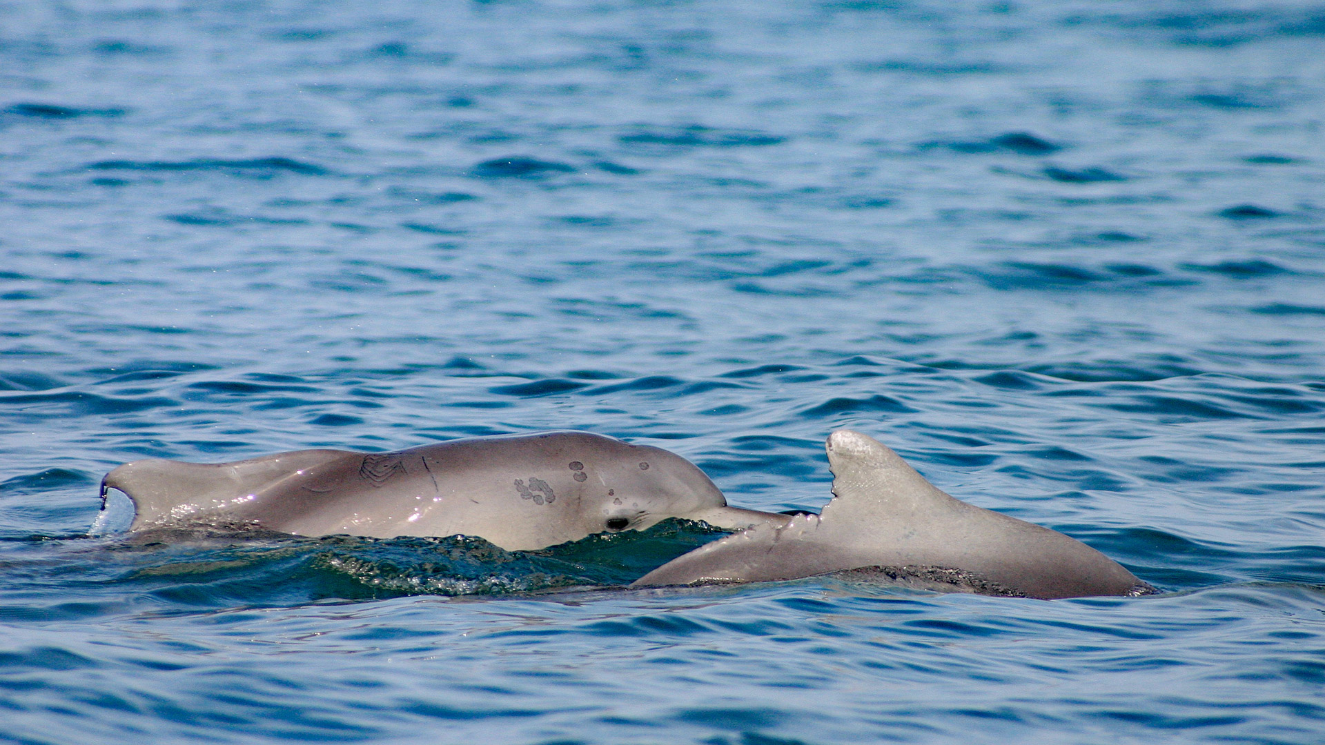 Mit einer Patenschaft für den Bleifarbenen Delfin „LineL“ unterstützen Sie unser Delfinschutz-Projekt an der Küste von Südafrika.