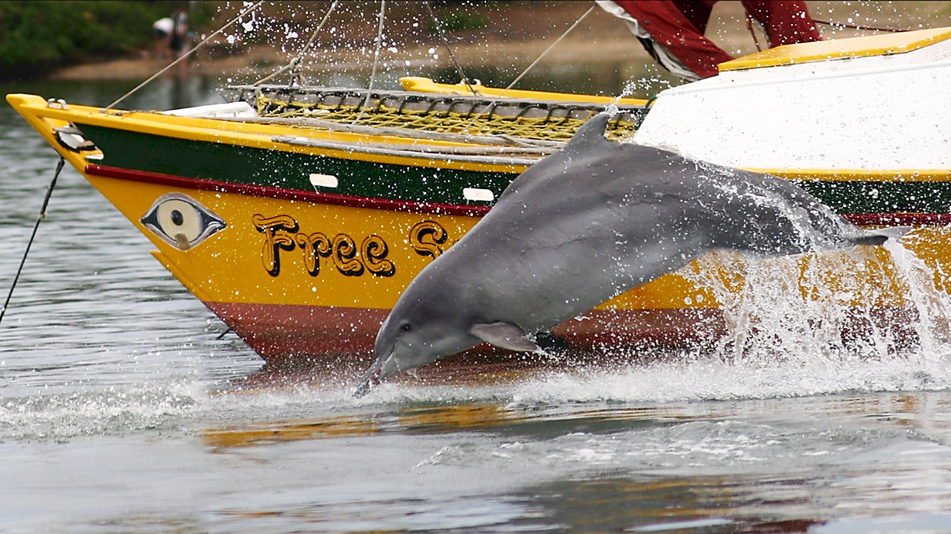 Mit einer Patenschaft für den Bleifarbenen Delfin „Zipper“ unterstützen Sie unser Delfinschutz-Projekt an der Küste von Südafrika.