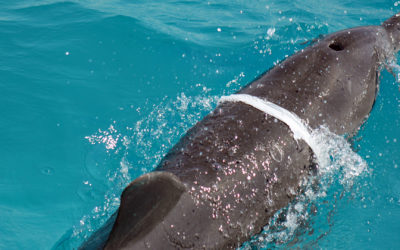 GRD-Positionspapier zur Reduzierung der Plastikflut in der marinen Umwelt