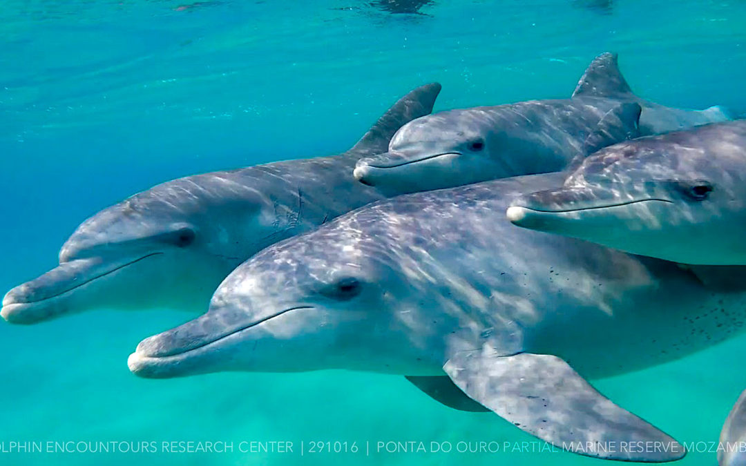 Können Delfine neue Sprachen lernen?