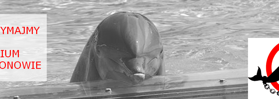 Kein neues Delfinarium in Polen