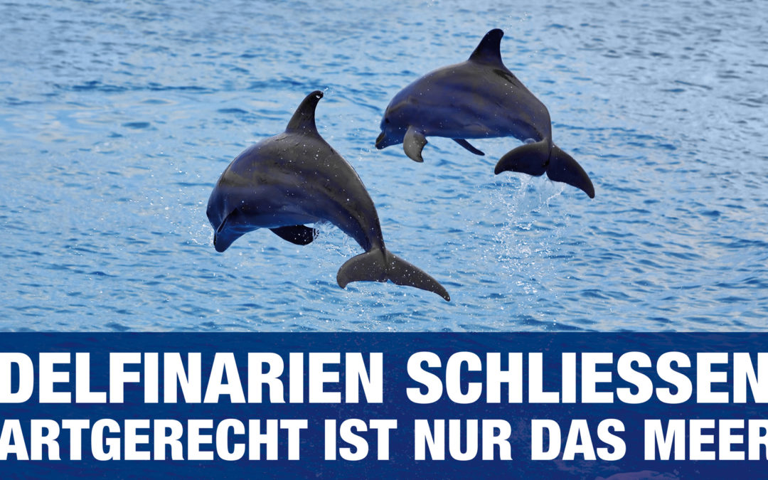 Delfinarium Duisburg: Delfinbaby ist Ergebnis von Inzucht
