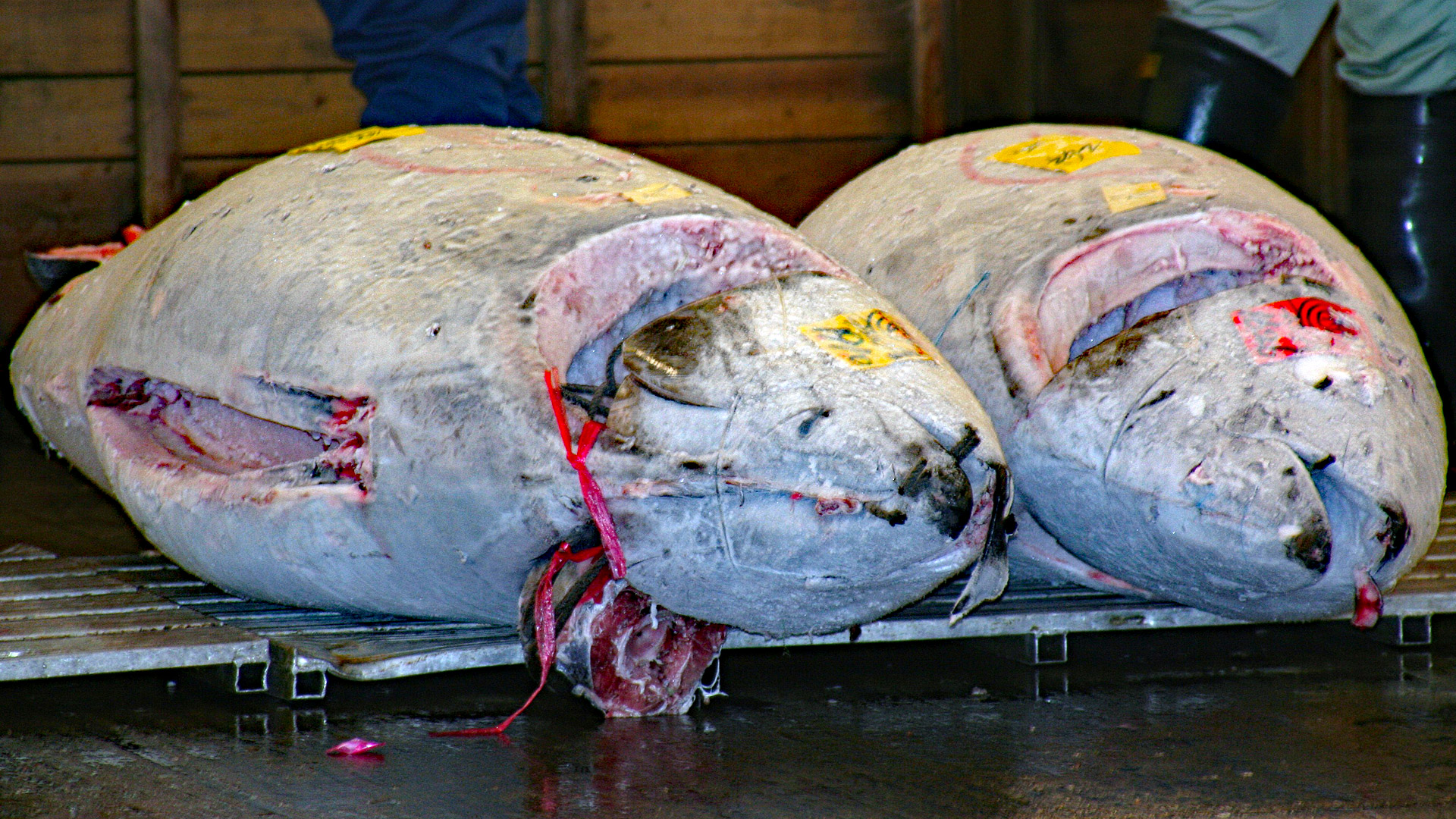 Der teuerste Fisch der Welt: 1,3 Millionen Euro für einen Thunfisch - GRD