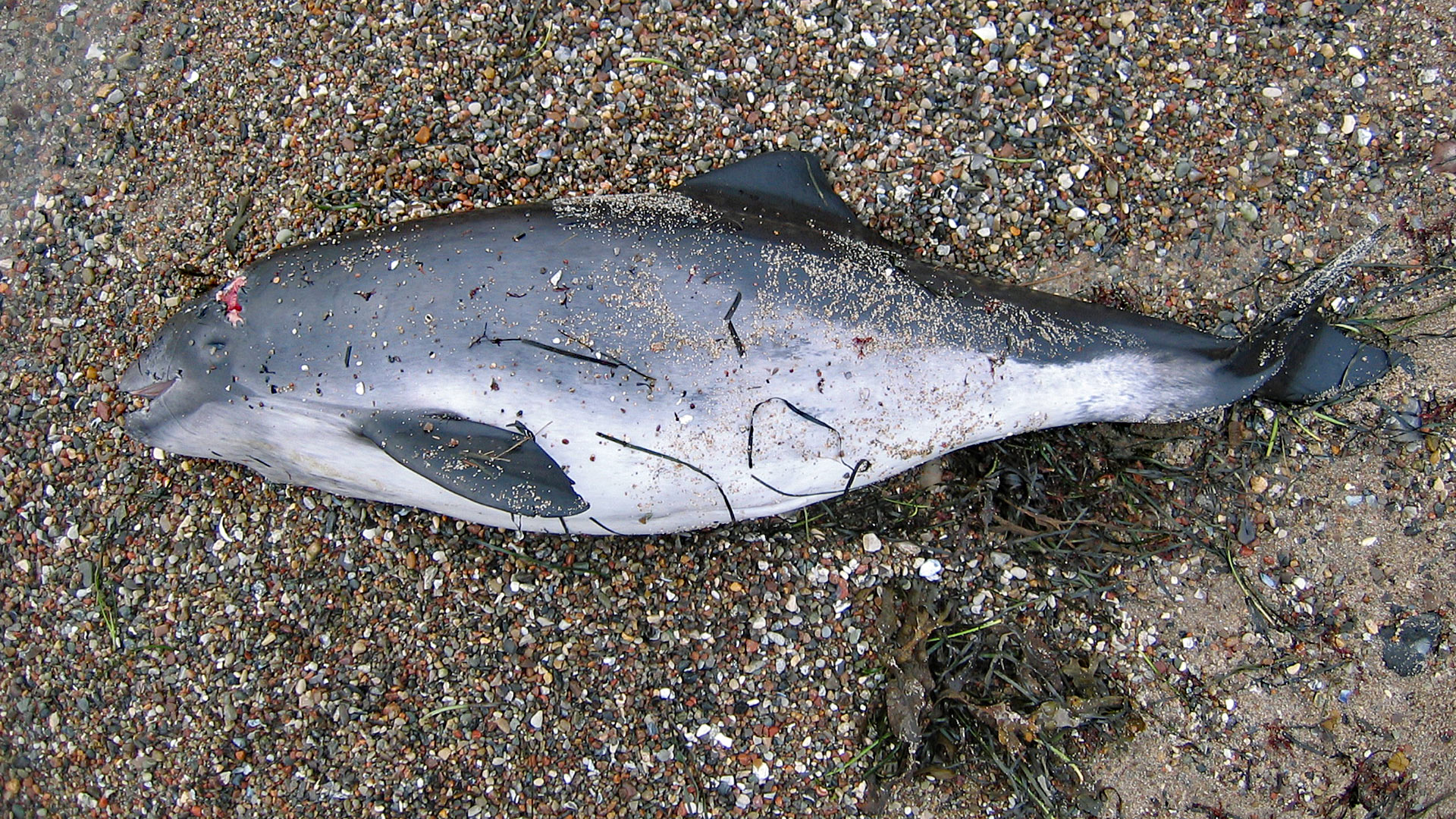 Das Sterben der der Ostsee-Schweinswale: Gestrandeter Schweinswal.