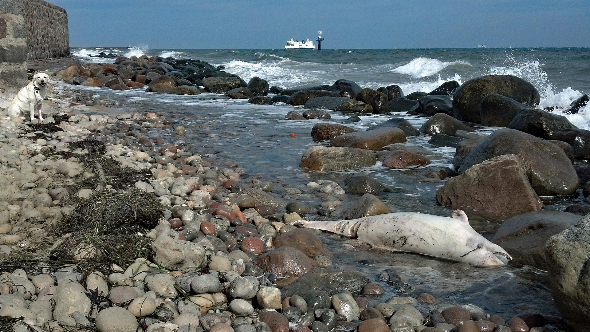 Ein weißer Schweinswal liegt tot an der felsigen Küste von Fehmarn.