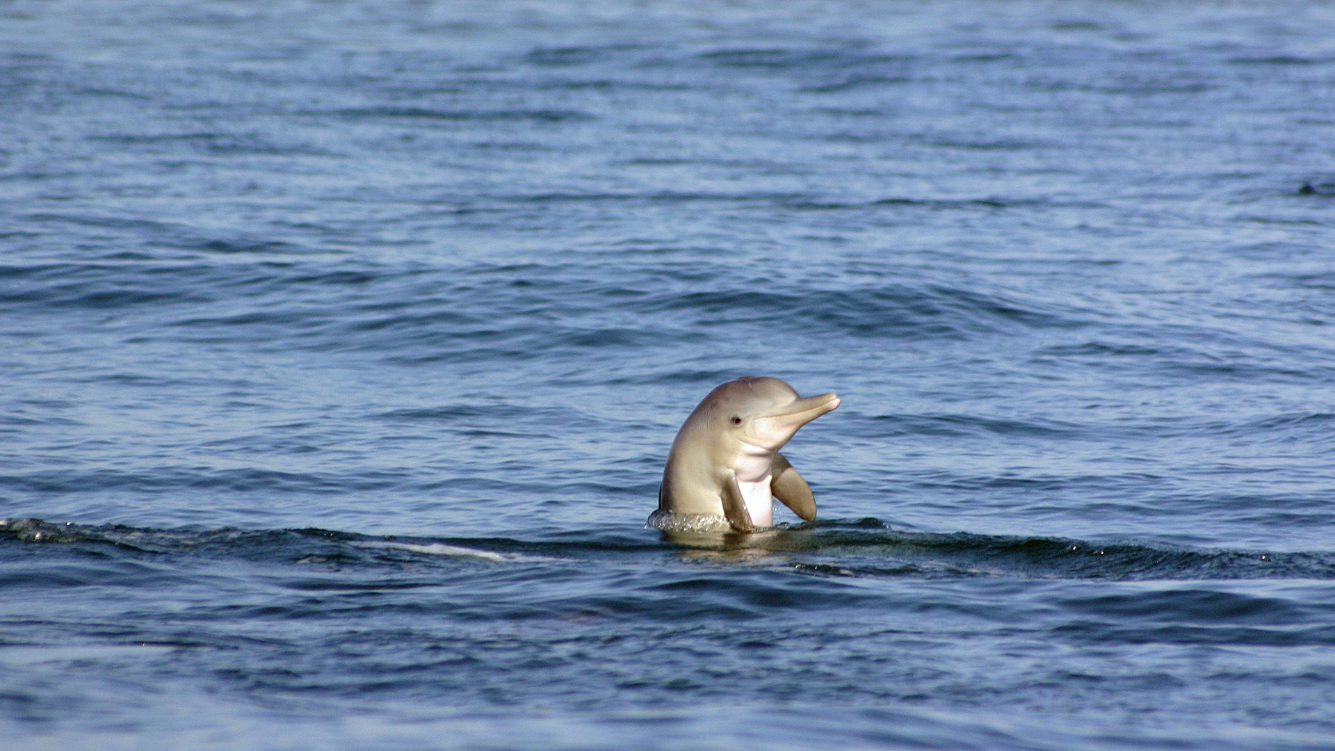 Ein junger Bleifarbener Delfin. Die Art ist eng mit den Rosa Delfinen vor Hongkong verwandt.