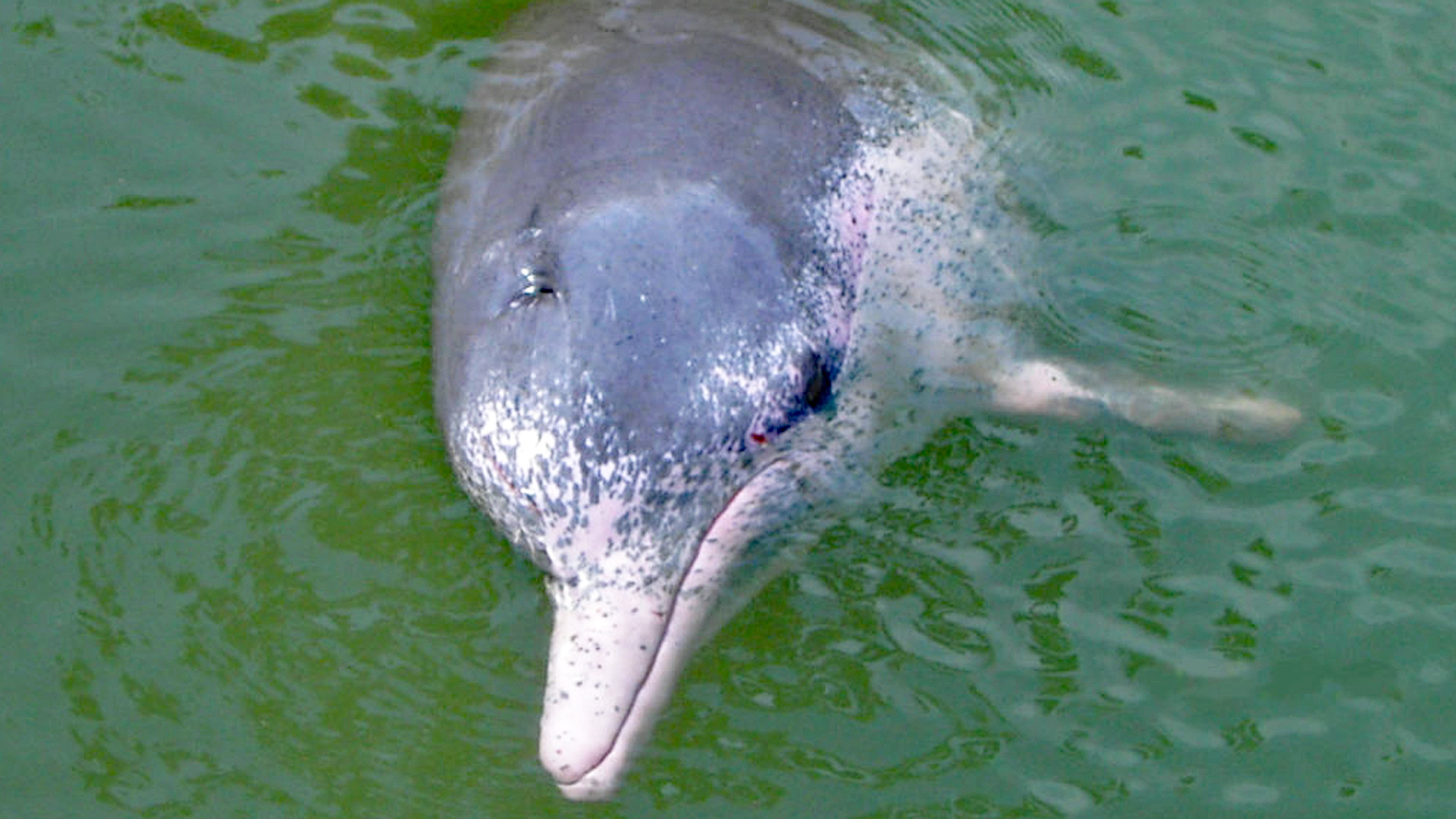Ein Rosa Delfin vor Hongkong.