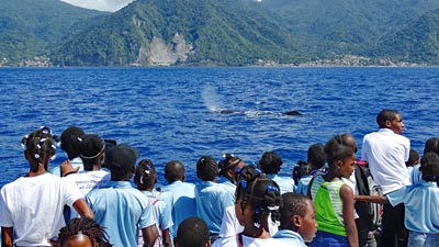 Whale Watching für Kinder