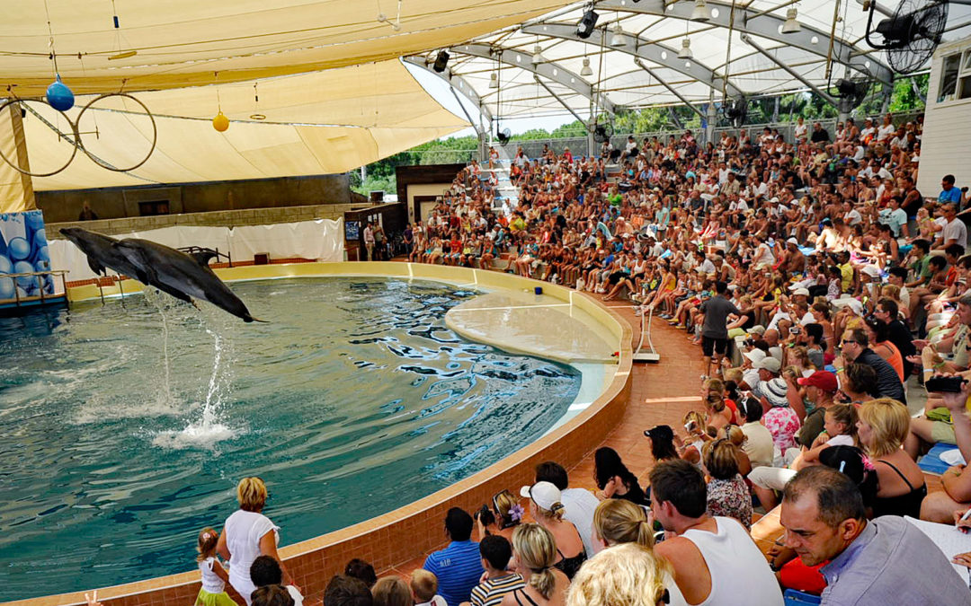 Erfolgreicher Protest gegen Delfin-Wanderzirkusse in Indonesien!