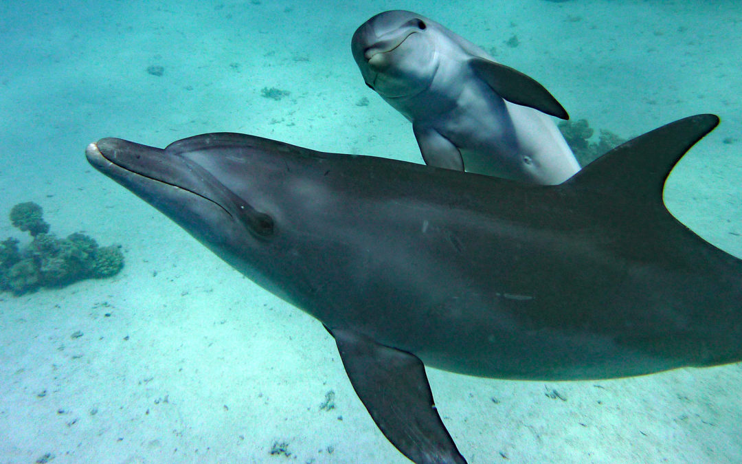 Delfine ähneln uns Menschen: Sie sprechen „Babysprache“ mit ihrem Nachwuchs