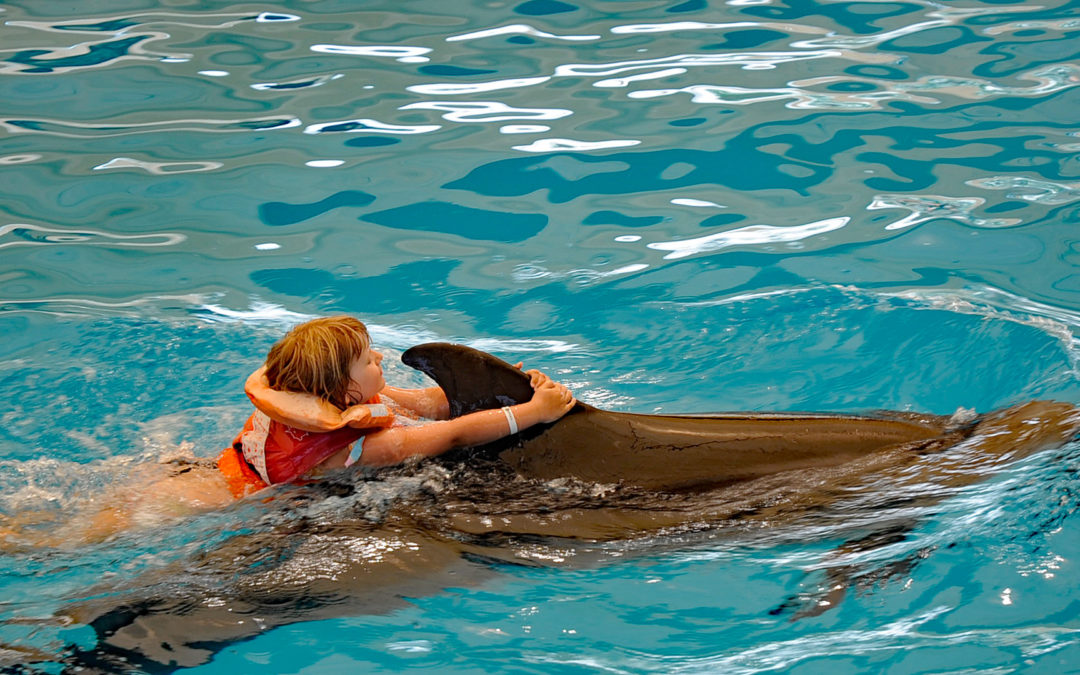 Frankreich verbietet Nachzuchten in Delfinarien