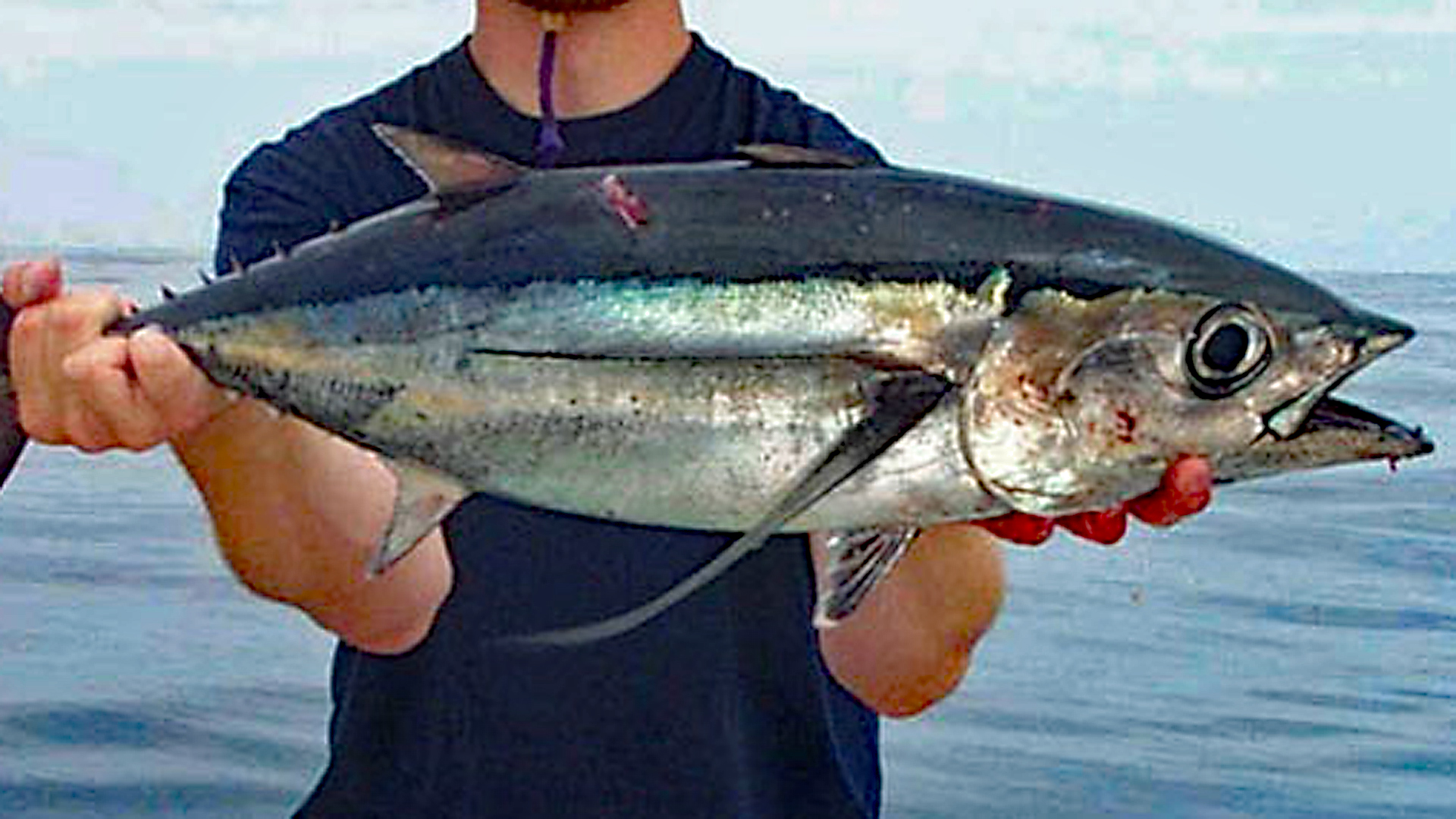Weißer Thunfisch, Albacore, Germon, Bonito, Langflossenthun - GRD