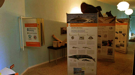 Dauerausstellung Wale und Delfine vor La Gomera.