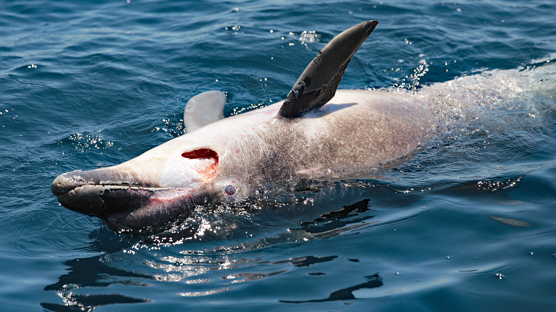 Ein toter Adria Delfin treibt auf dem Wasser.