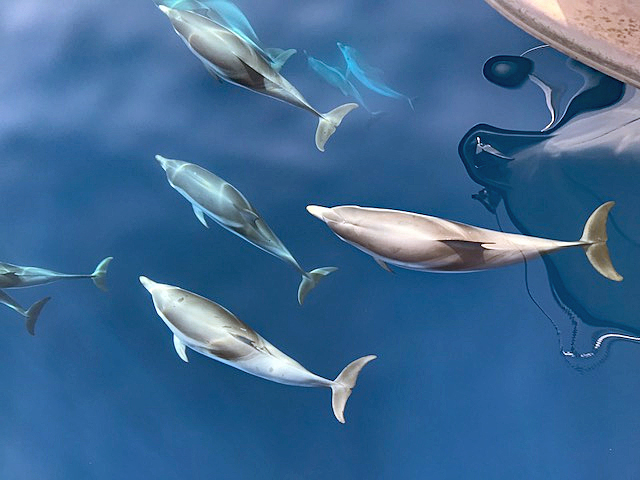 Gemeine Delfine im Ionischen Meer.