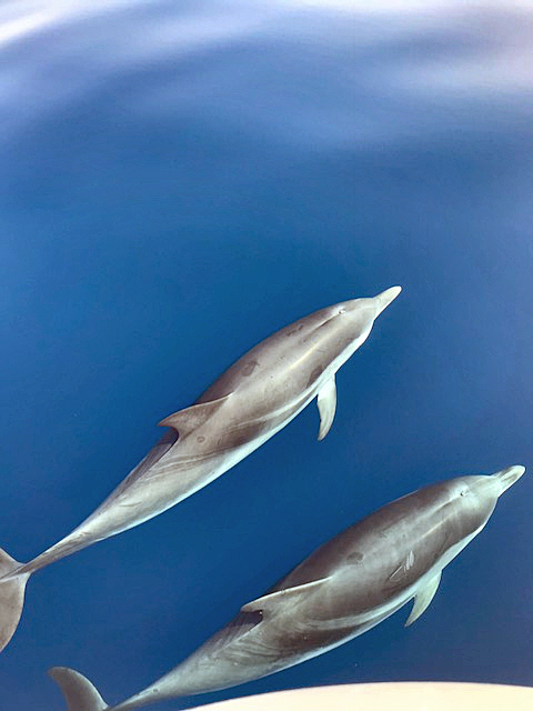 Gemeine Delfine im Ionischen Meer.