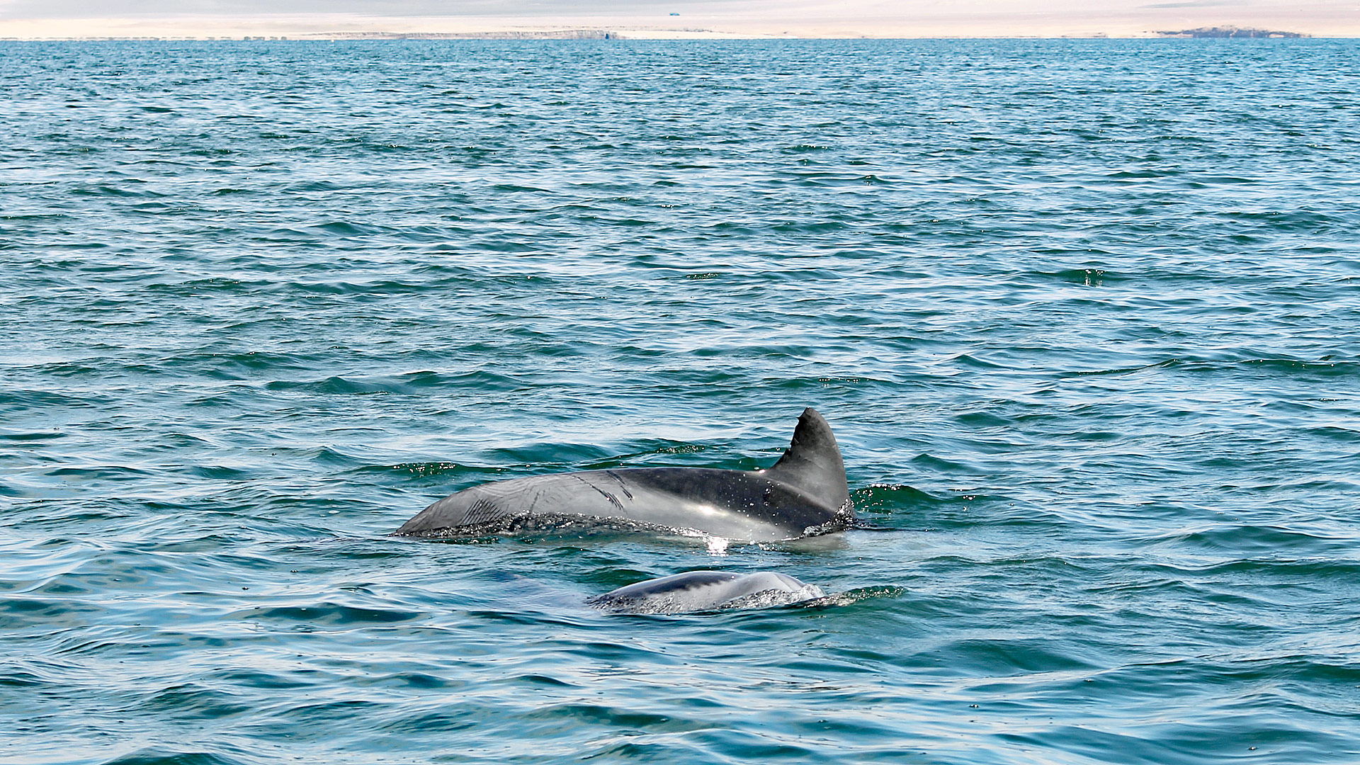 Mit einer Patenschaft für "Trinity" den Neustart des Delfinschutzprojekts in Peru unterstützen!
