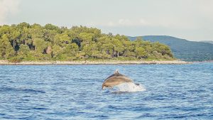 Delfinsichtung Adria von Florian Hiltmair