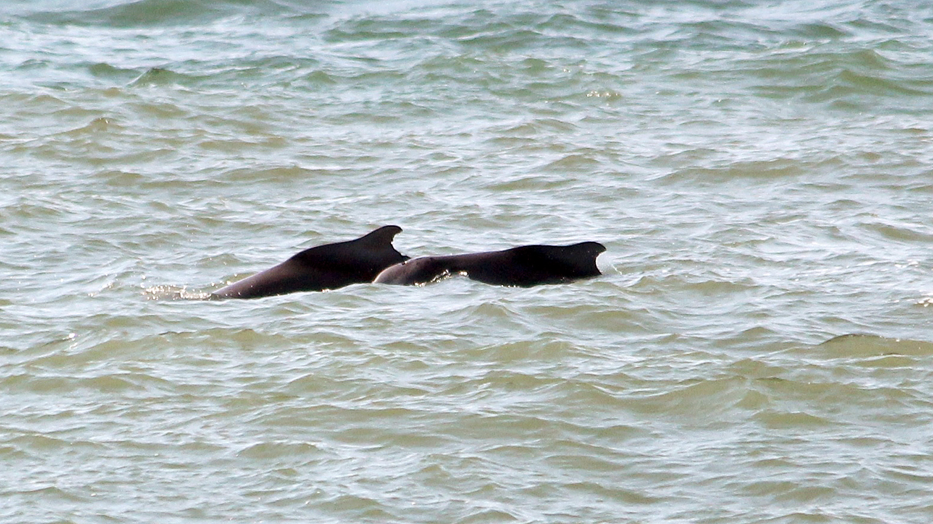 Delfin-Oma „Zipper“ mit „Pollux“, ihrem jüngsten Nachwuchs.