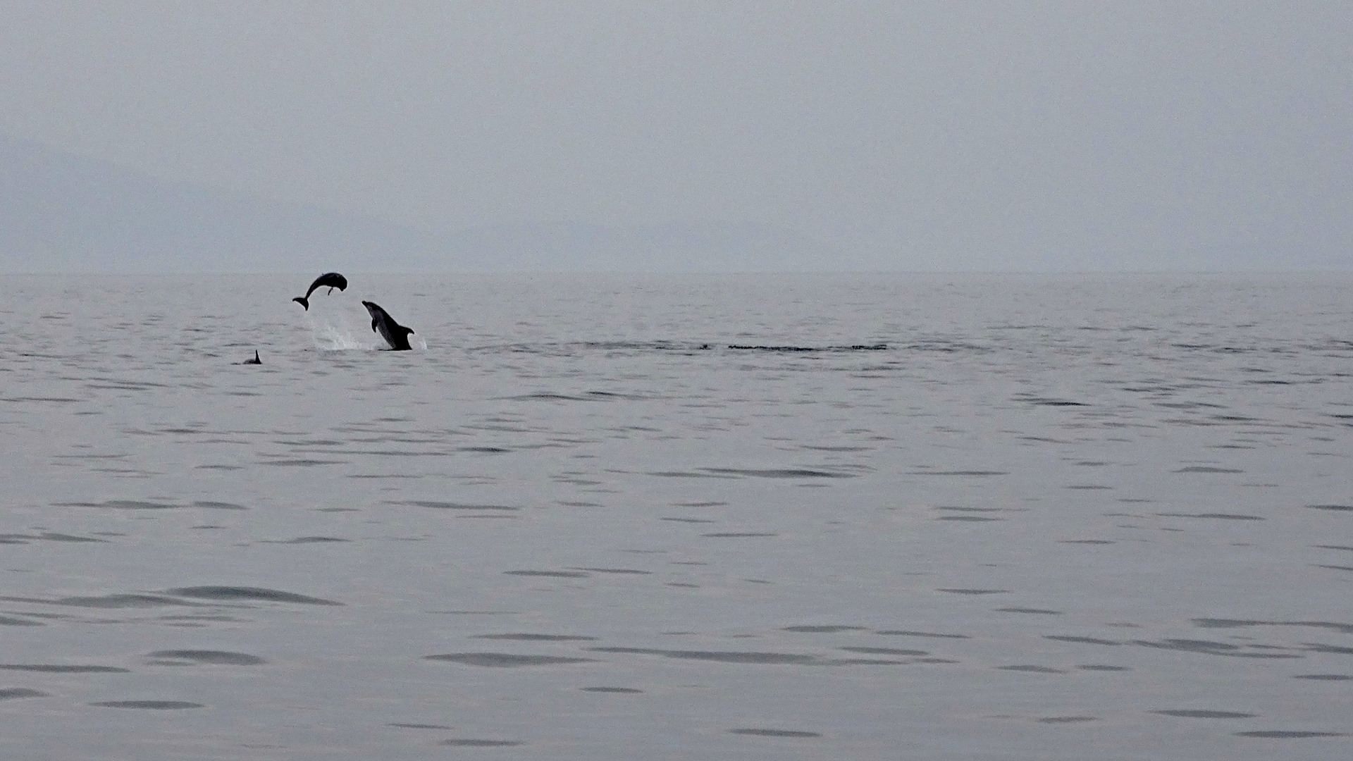 Delfinsichtung in der Adria bei Vrsar.