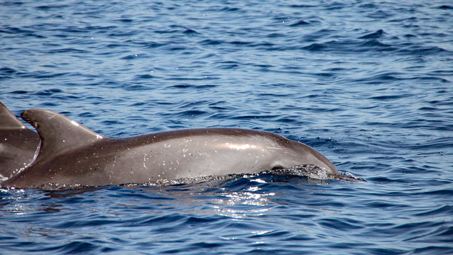 Delfinsichtung in der Adria.