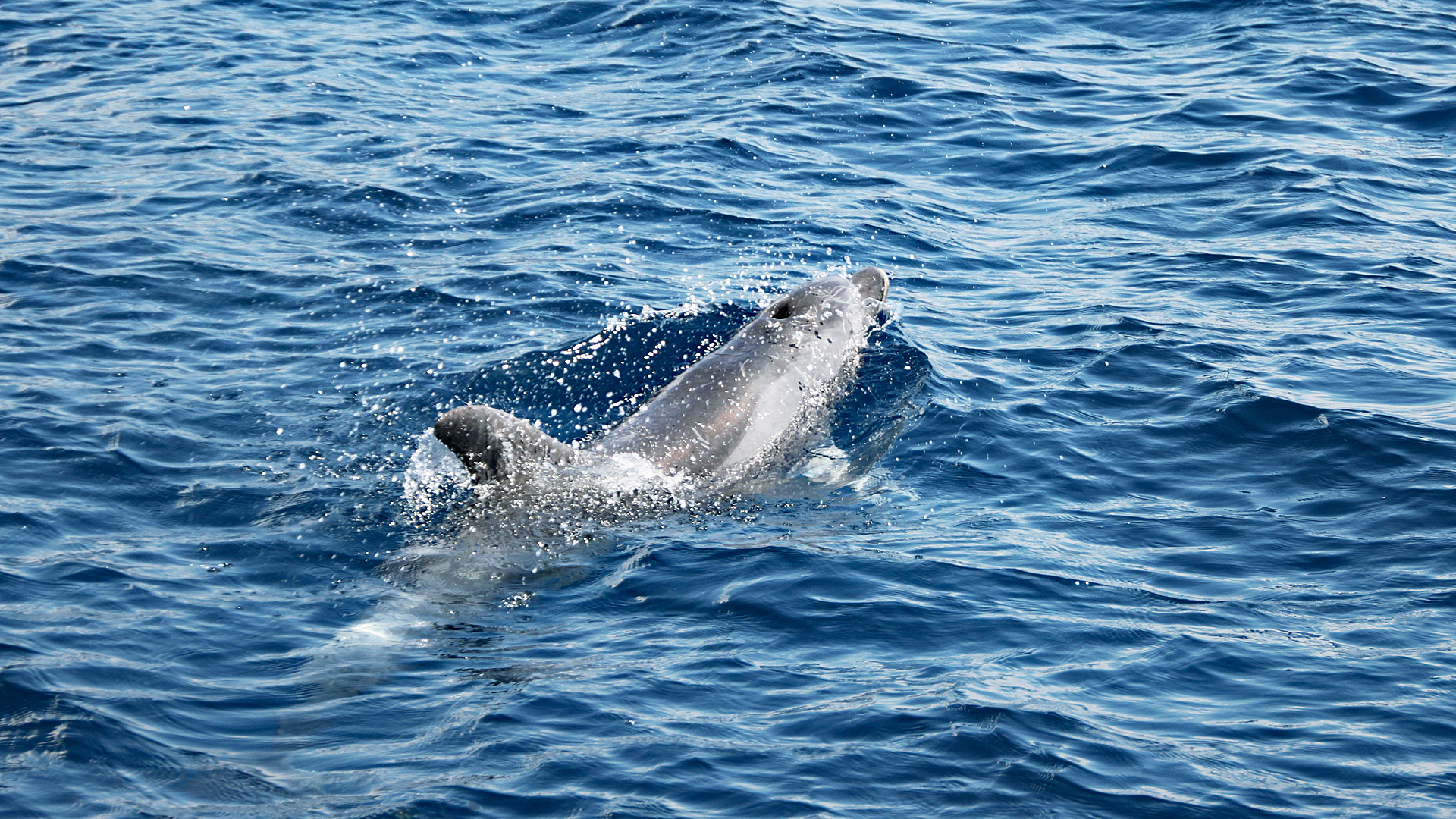 Delfinsichtung in der Adria.