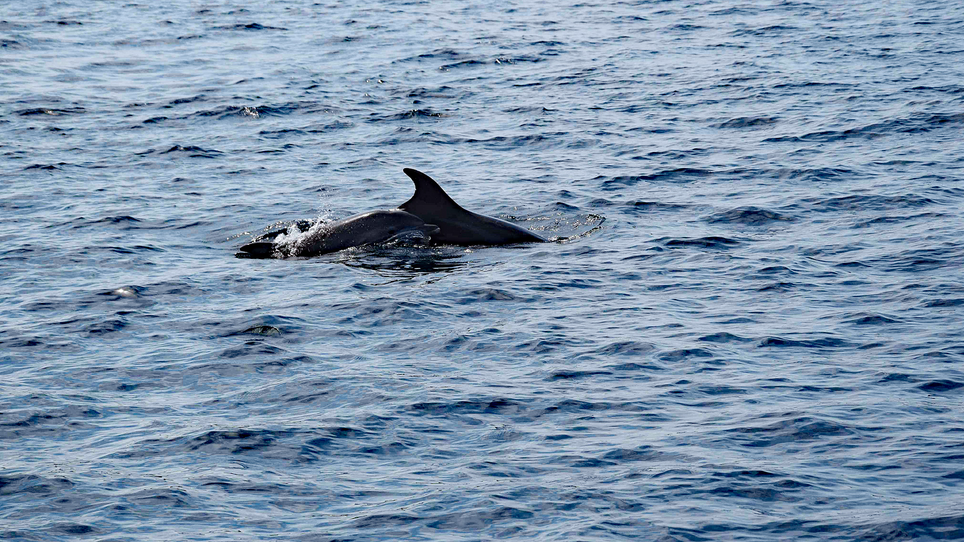 Delfinsichtung vor Pasman.