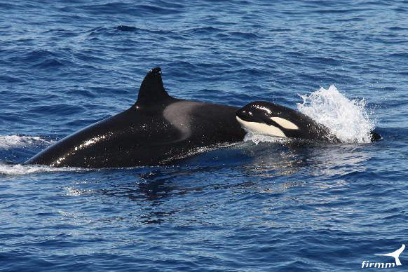 breaching Orcas Ansichtskarte springende Schwertwale 