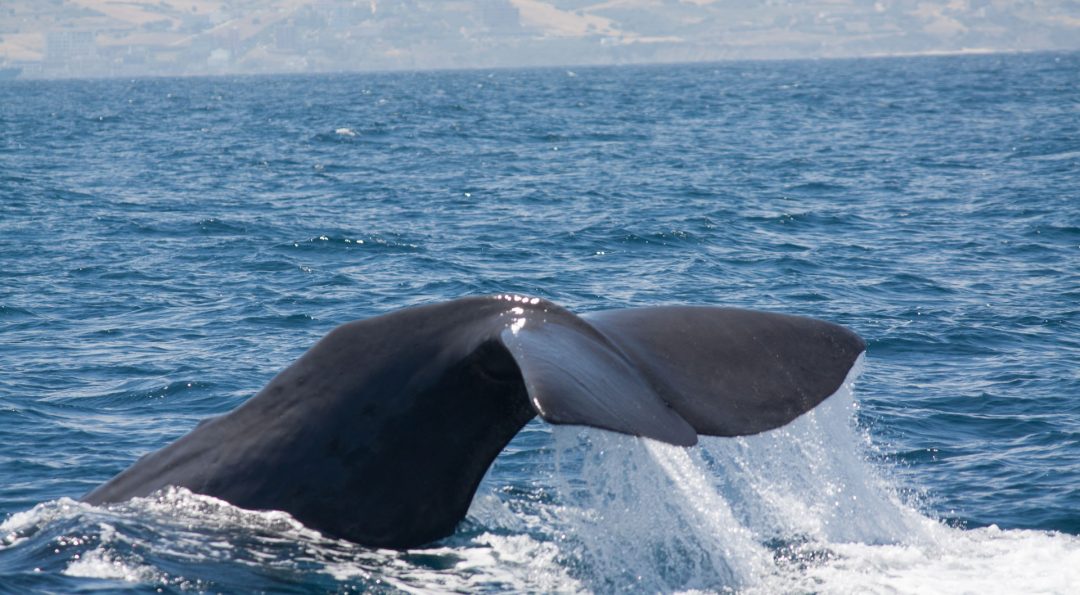 Das Jagdverhalten der Orcas in der Straße von Gibraltar - GRD