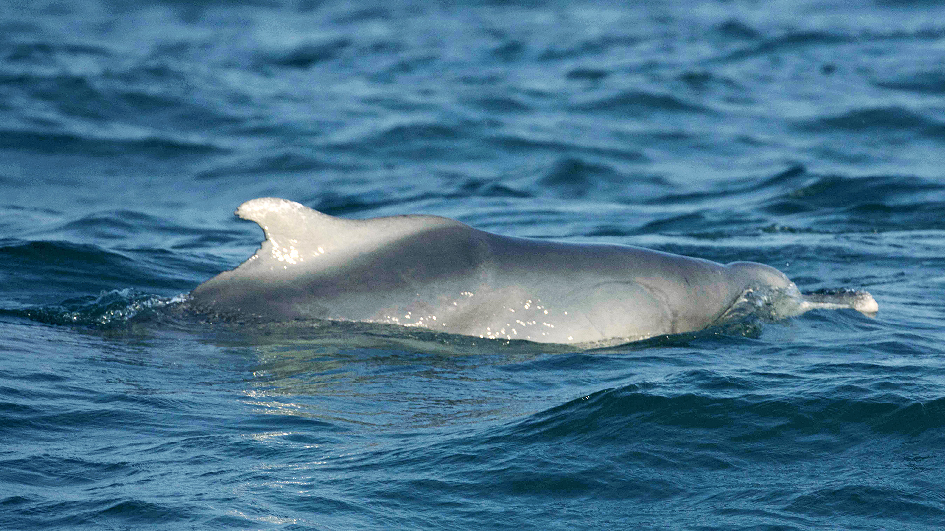Bleifarbener Delfin ruht an der Wasseroberfläche.