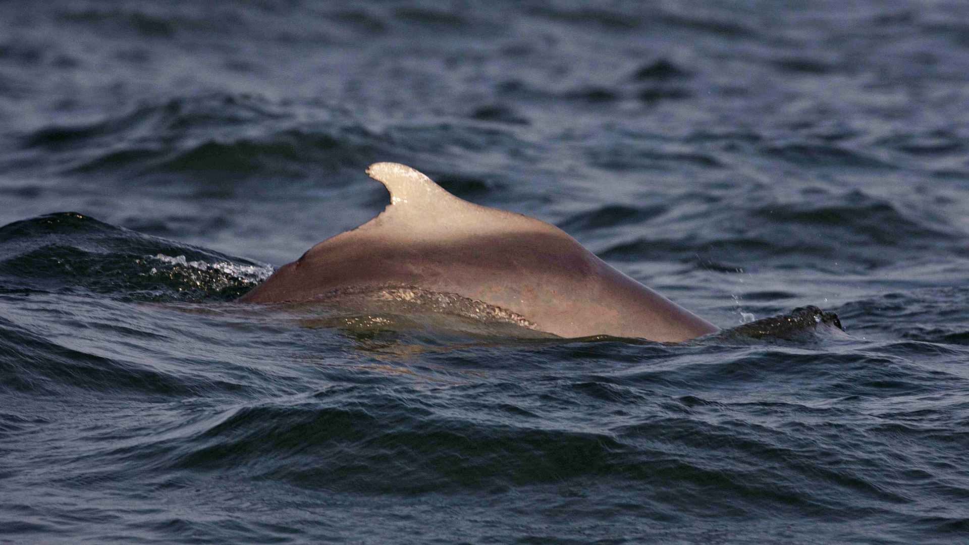Bleifarbener Delfin. Die Art ist eng mit den Rosa Delfinen vor Hongkong verwandt.