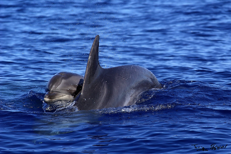Delfine vor La Gomera.