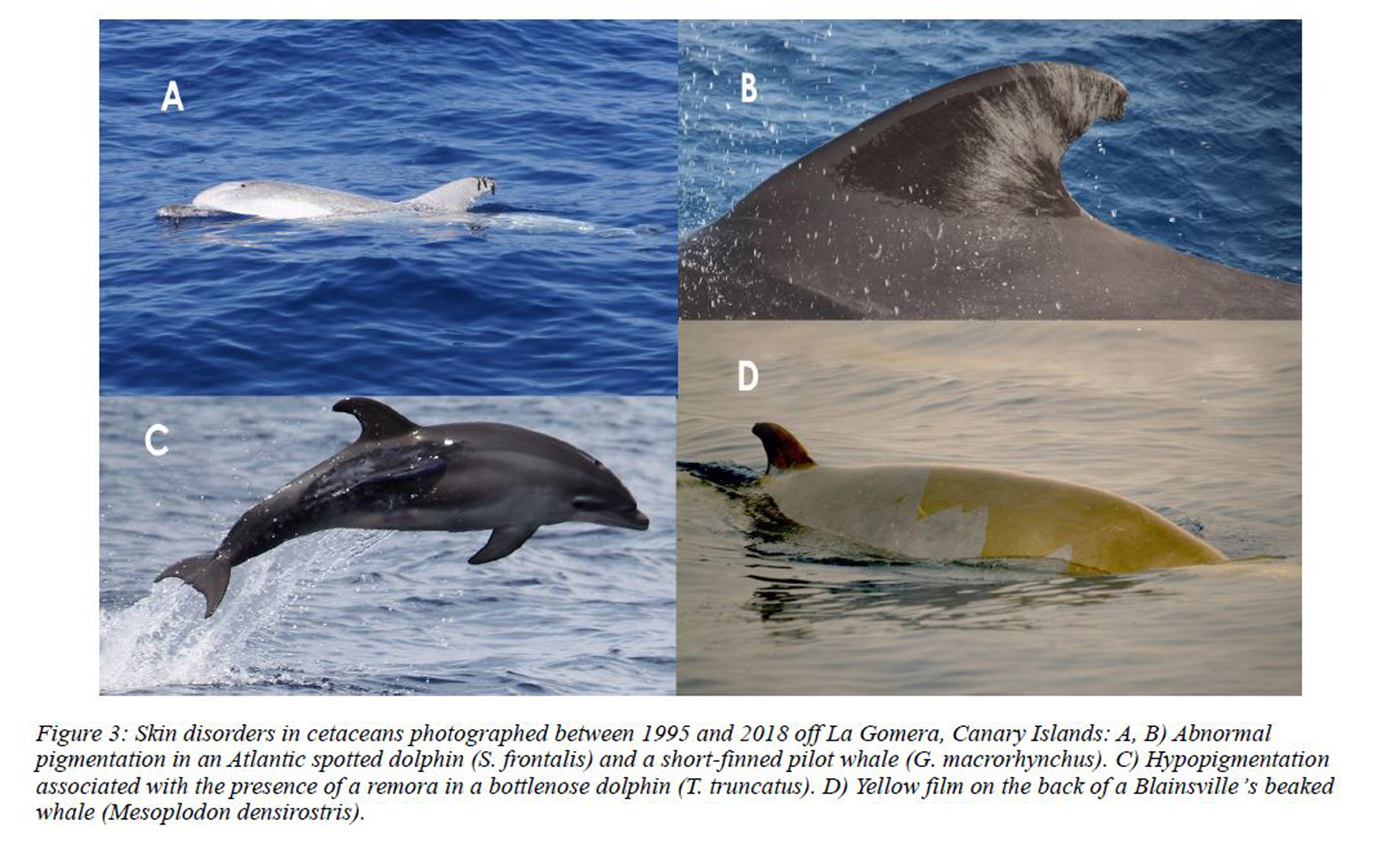 Forschung für die Delfine vor La Gomera.