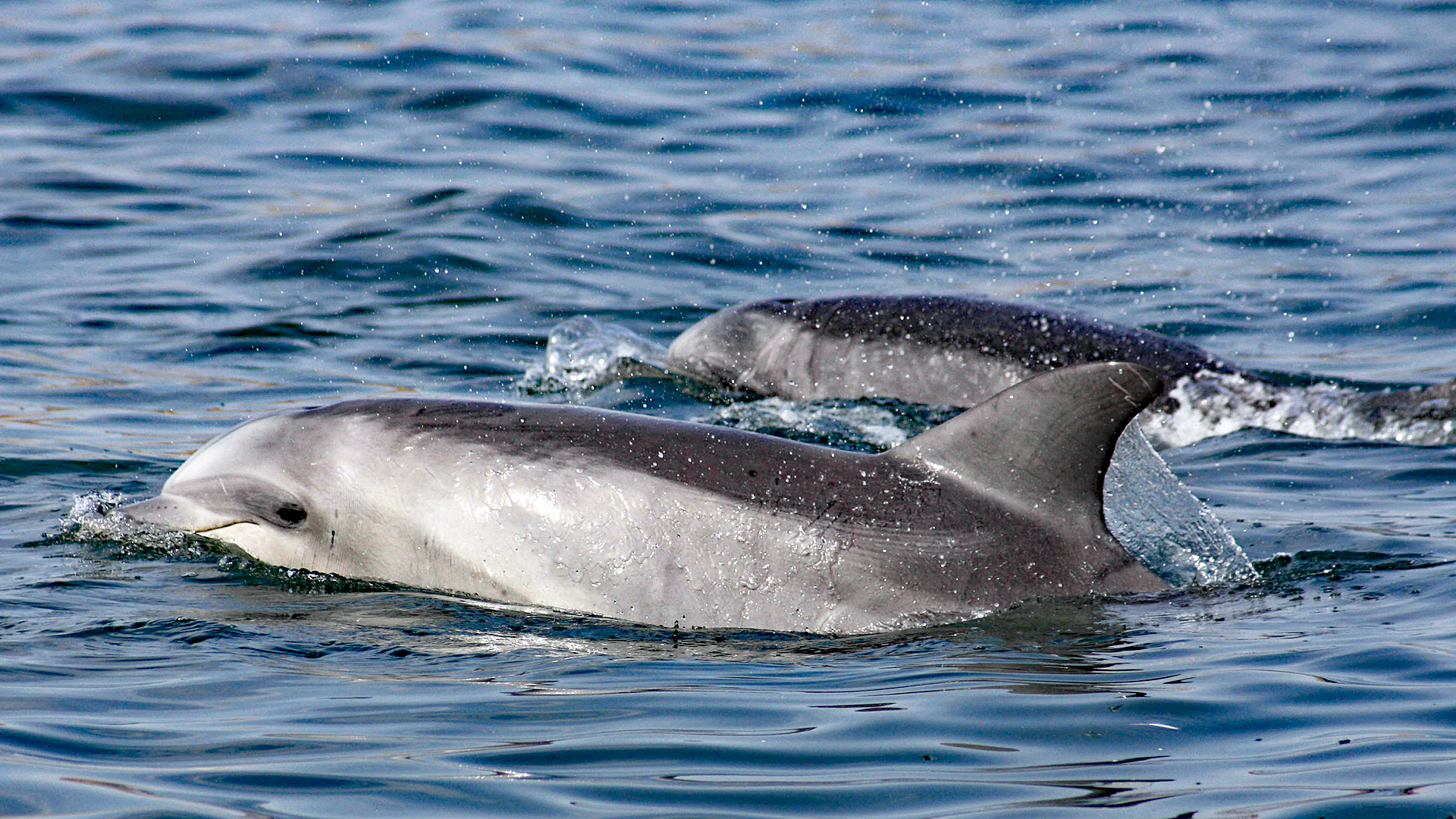 Delfinschutzprojekt Peru: Zwei Supay-Delfine.