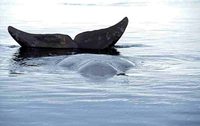 Delfinmassaker im Golf von Biskaya: jedes Jahr tausende toter Gemeiner Delfine.