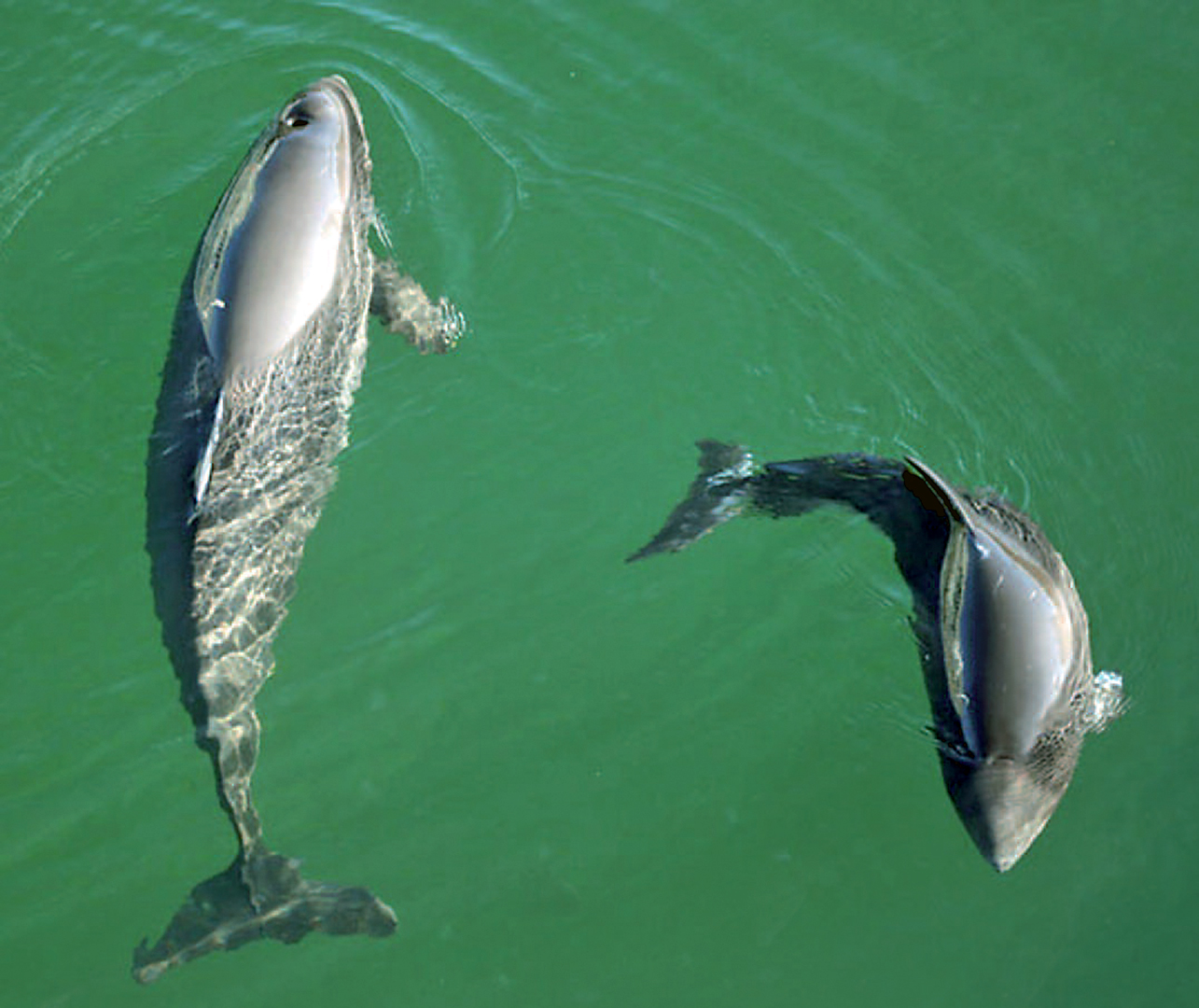 Schweinswal Pin - Whale and Dolphin Conservation Deutschland