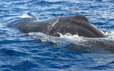 Pottwal Super-Pod vor Dominica mit 100 Walen