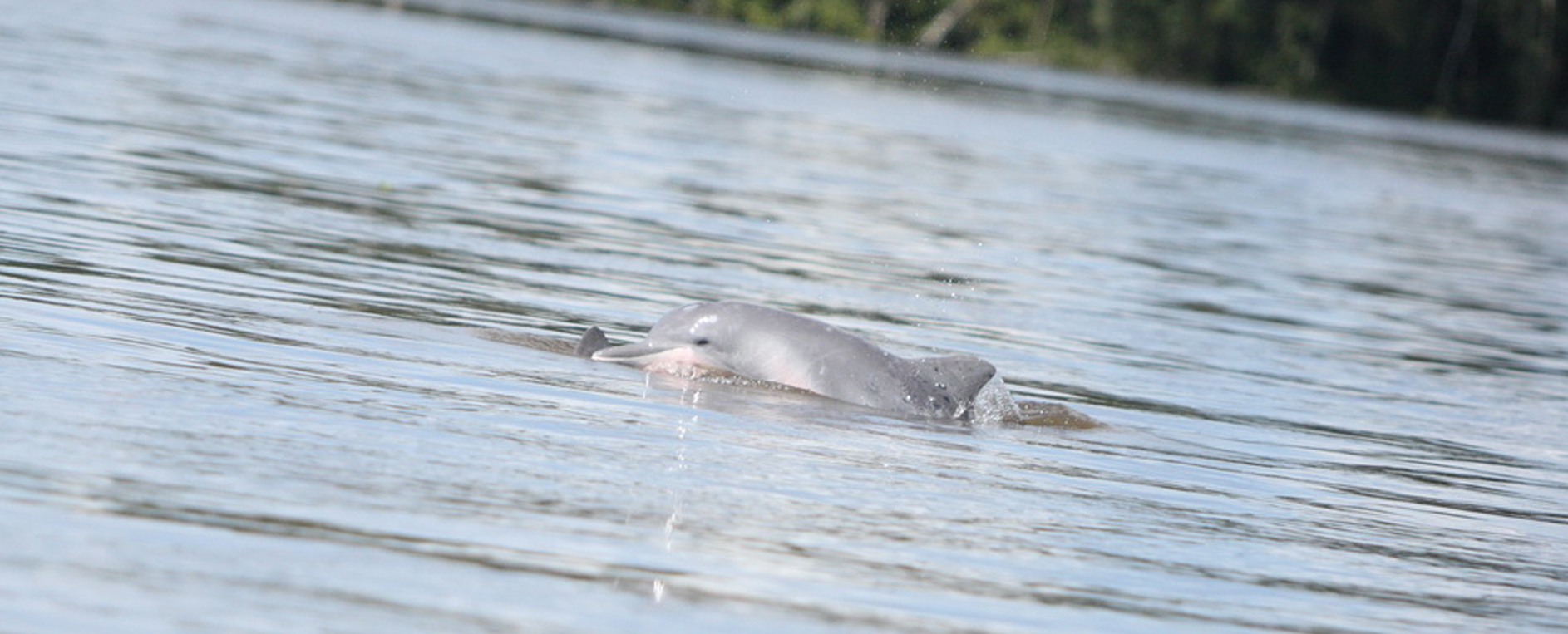 Delfinmassaker im Golf von Biskaya: jedes Jahr tausende toter Gemeiner Delfine.