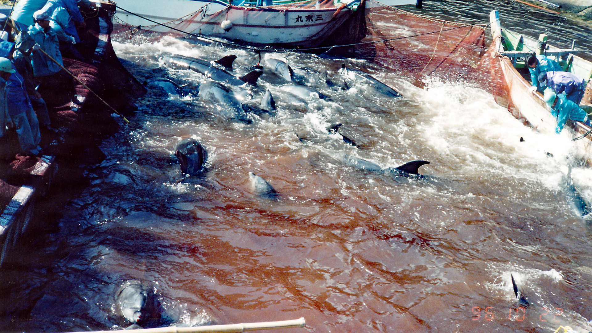 Schweinswal-Massenstreicheln in der Ostsee bei Grömitz