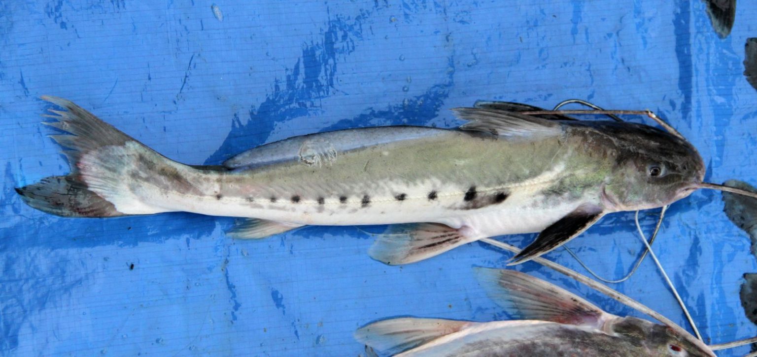 Pimelodidae Callophysus Macropterus GRD