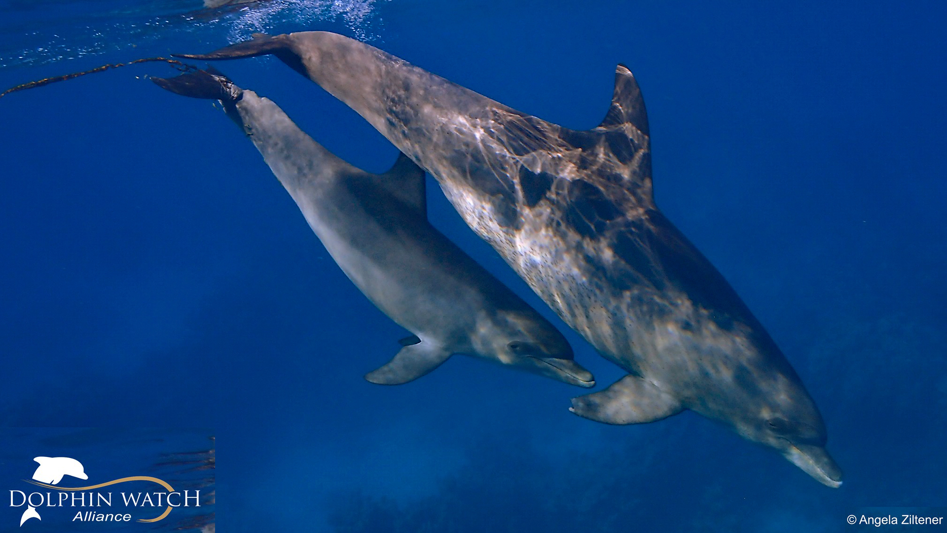 Der kleine Delfin Latif mit seiner Mutter Lea.