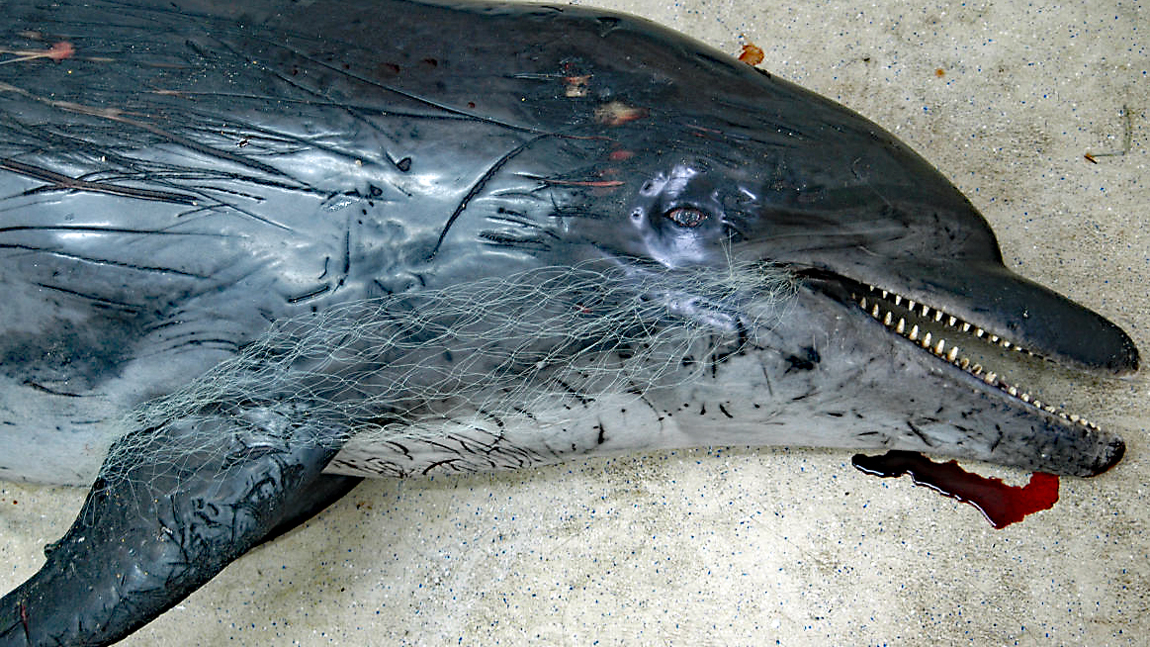 Dieser Adria-Delfin starb an einer starken Lungenentzündung in Verbindung mit den Folgen eines verschluckten Fischernetzes.