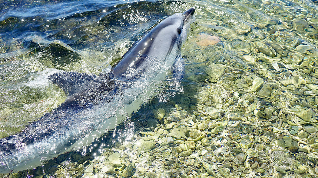 Toter Streifendelfin treibt an der Küste der Insel Korcula.