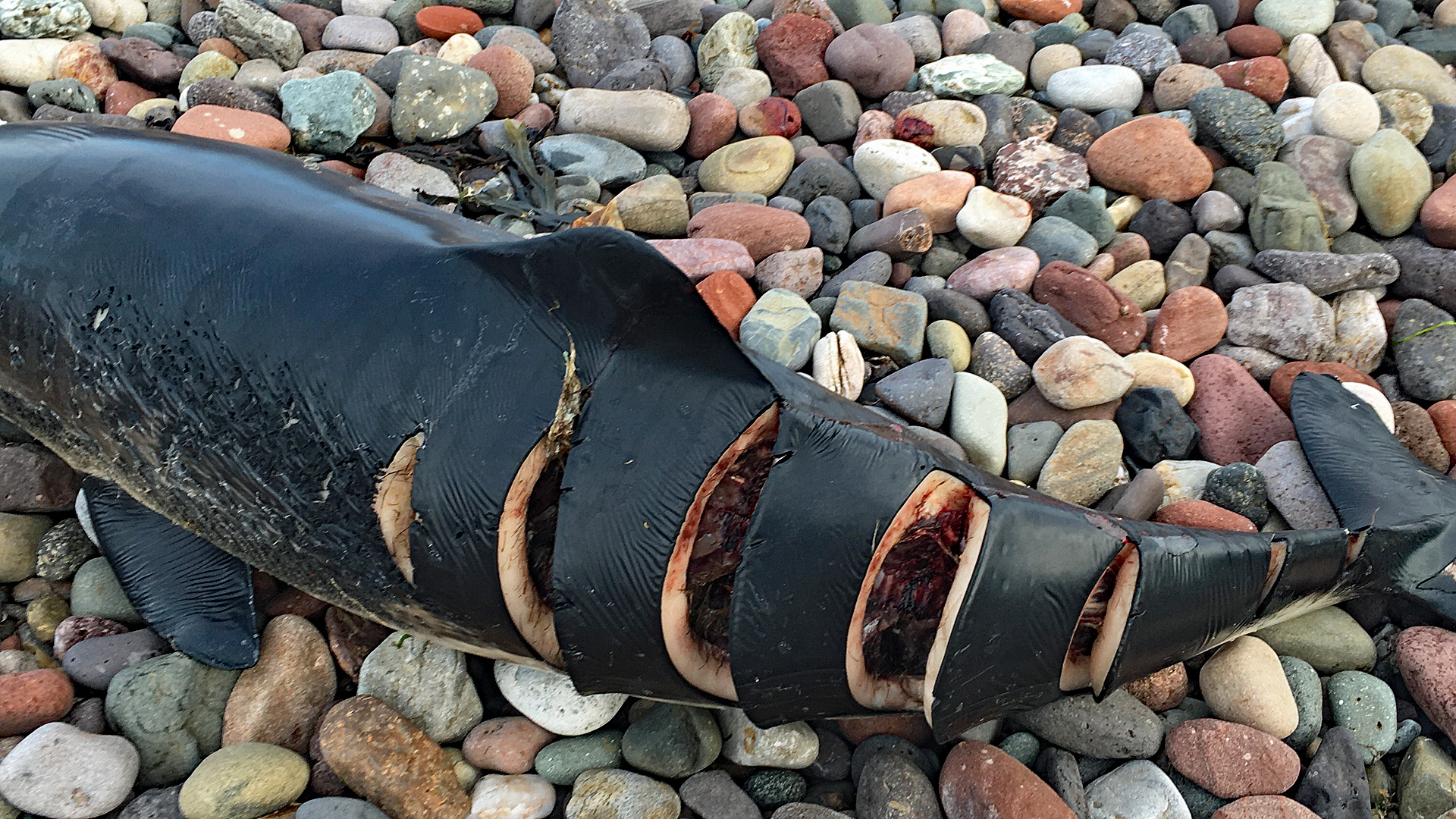 Opfer eines Speedboots? Schweinswal mit tödlichen Schraubenverletzungen.