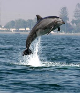 Springender Delfin Vitali-Pal