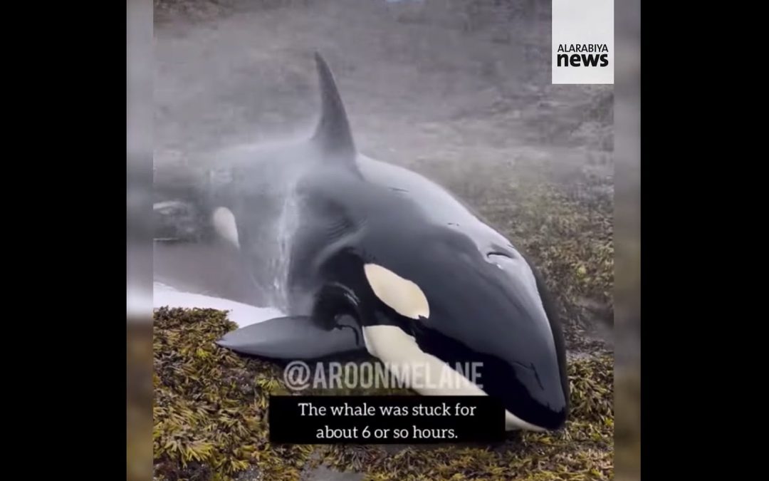 Von der Ebbe überrascht: Freiwillige Helfer retten gestrandeten Orca