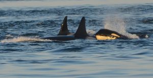 Eine Gruppe von Orcas im Ozean