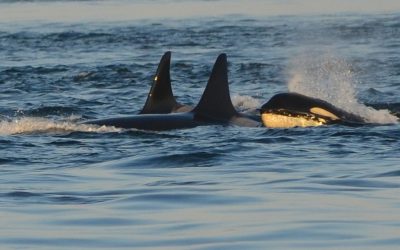 Update: Begegnungen von Orcas mit Segelbooten